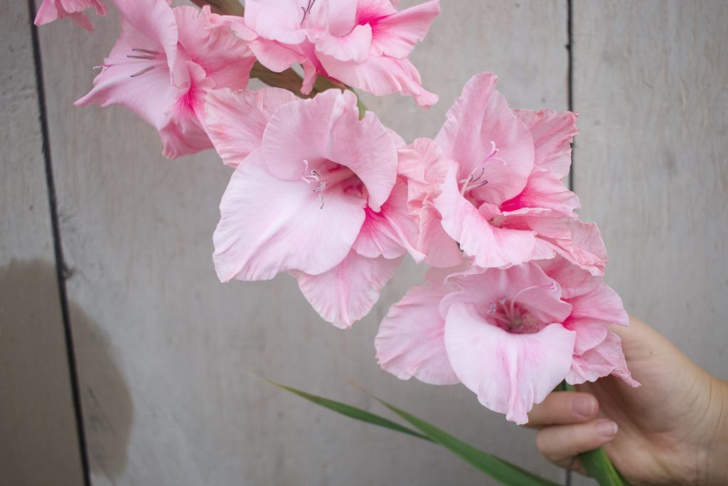 Gladiolus hybridus, single flower bouquets are one of our favourite floral trends for this Fall